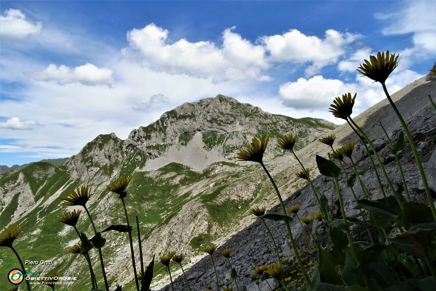 36 Nel Mandrone 'Doronico dei macereti' (Doronicum grandiflorum) con vista in Corna Piana.JPG